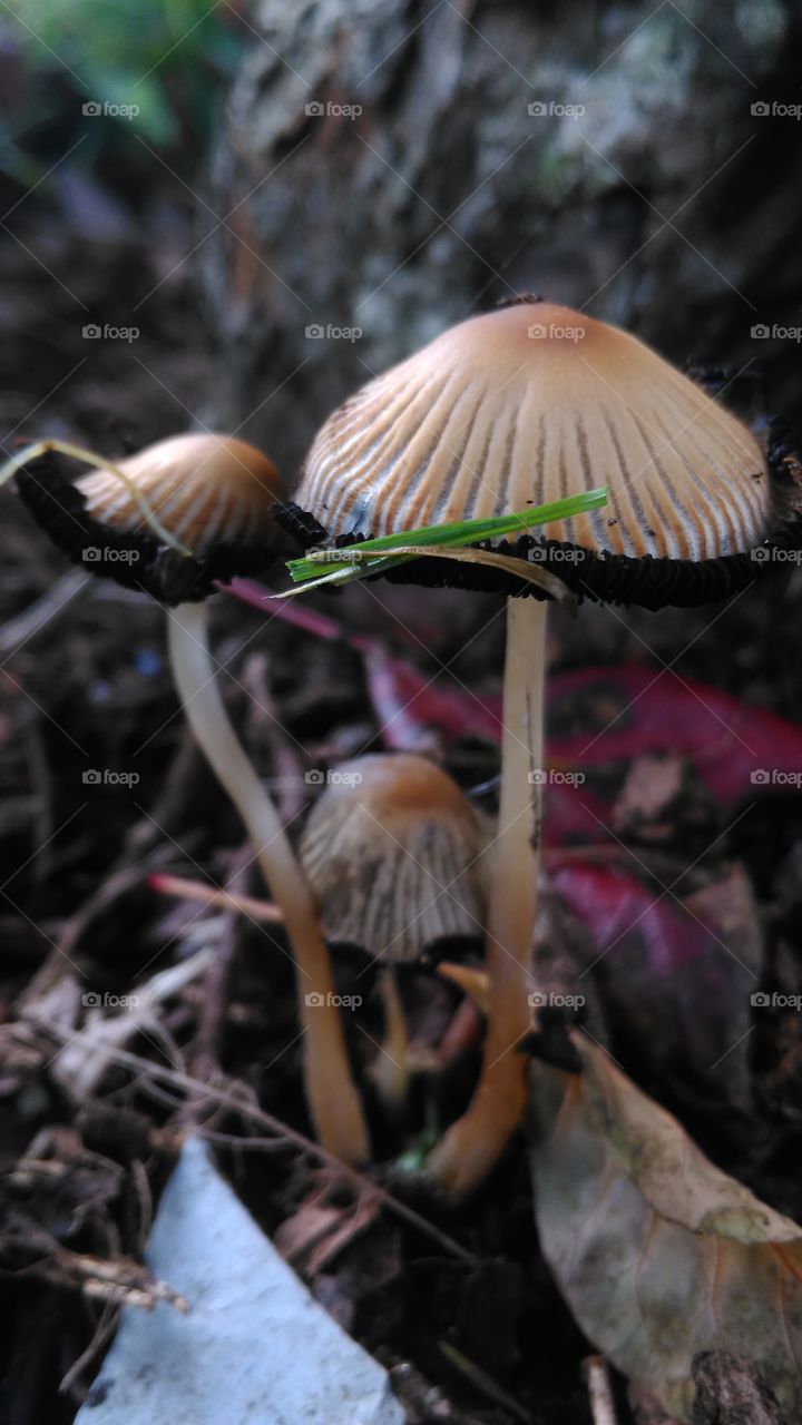 funky mushrooms
