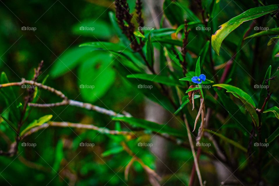 A flower in the middle of the trees