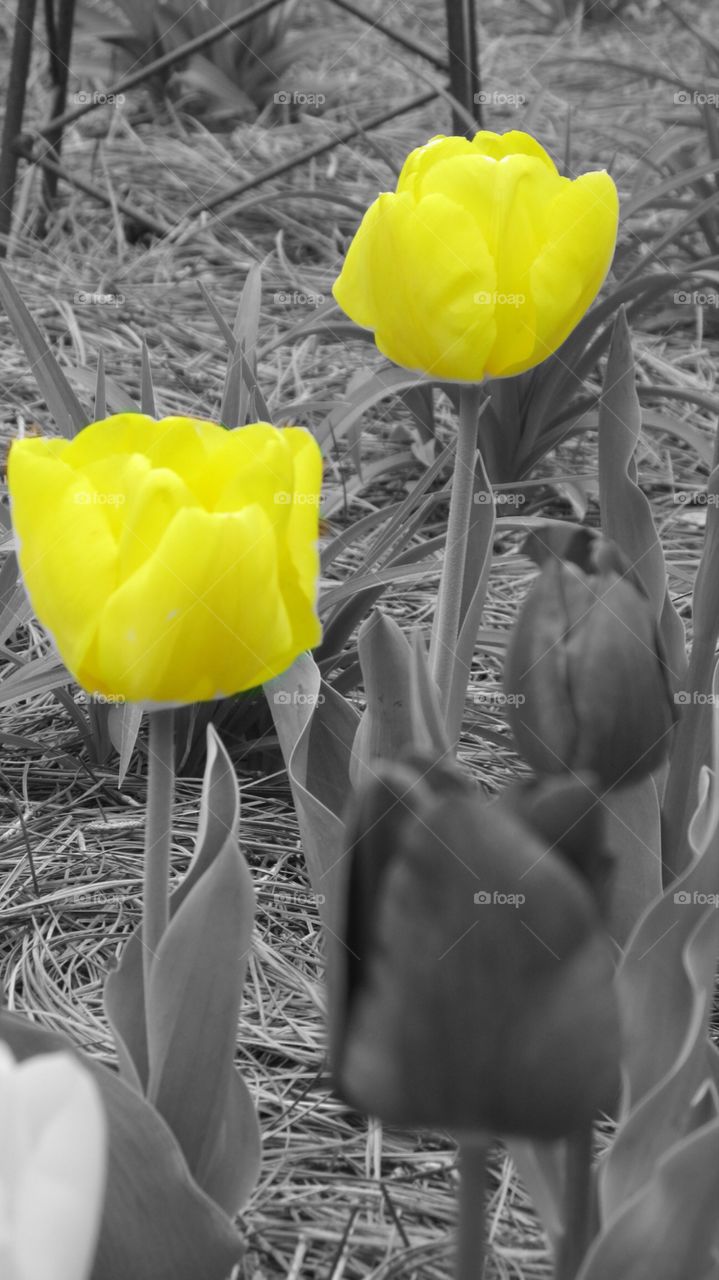 Yellow tulip . Yellow tulip 