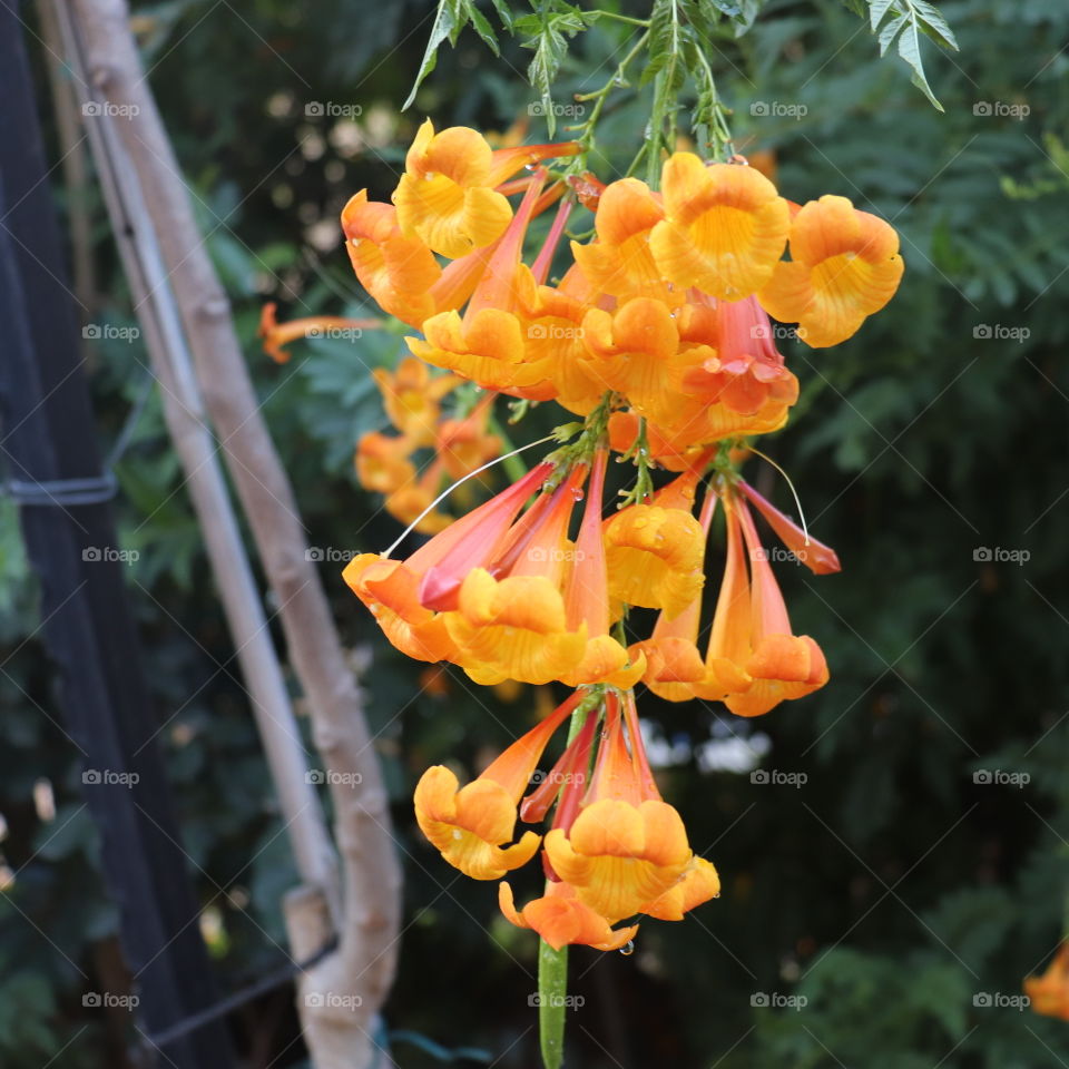 Red and orange flowers with green leaves 