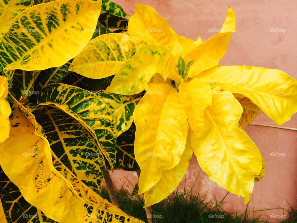 Plant. beautiful plant with yellow leaves