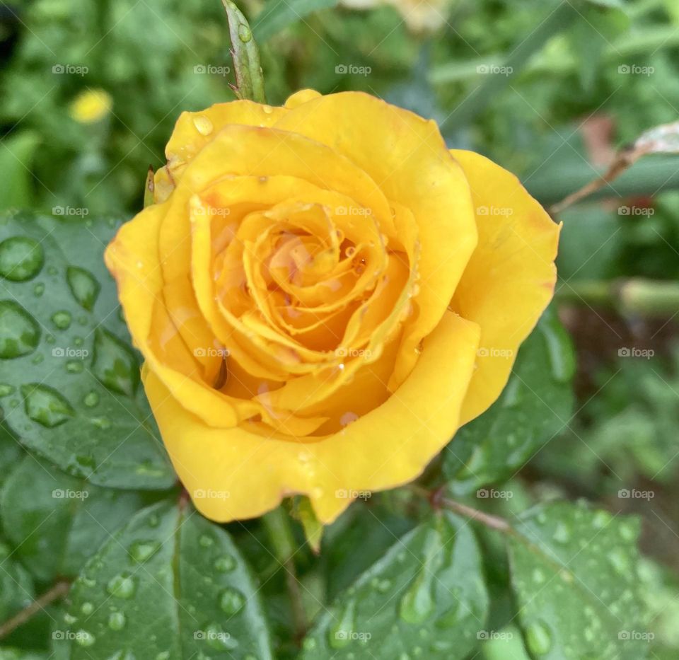 🌹 🇺🇸 Very beautiful flowers to brighten our day.  Live nature and its beauty. Did you like the delicate petals? / 🇧🇷 Flores muito bonitas para alegrar nosso dia. Viva a natureza e sua beleza. Gostaram das pétalas delicadas? 