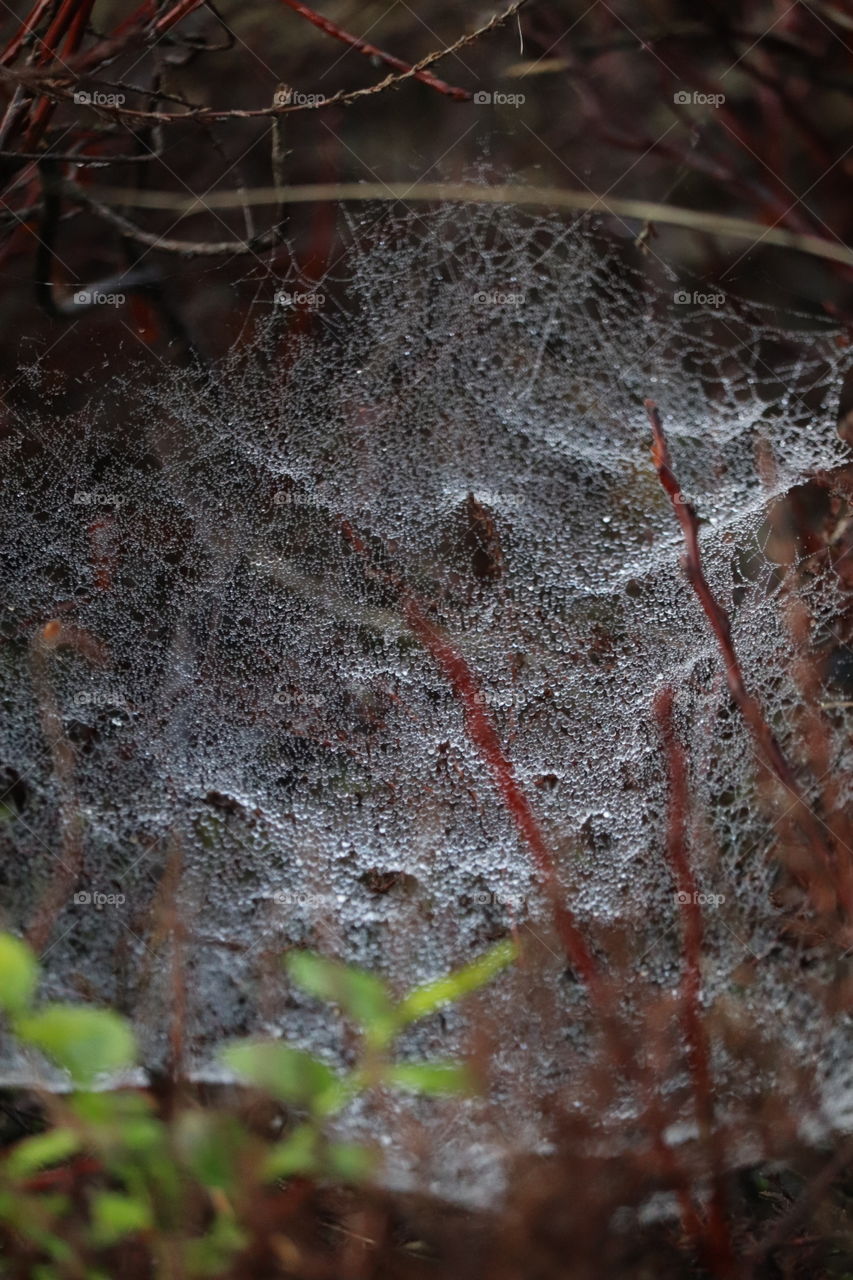 Spiderweb Veluwezoom 