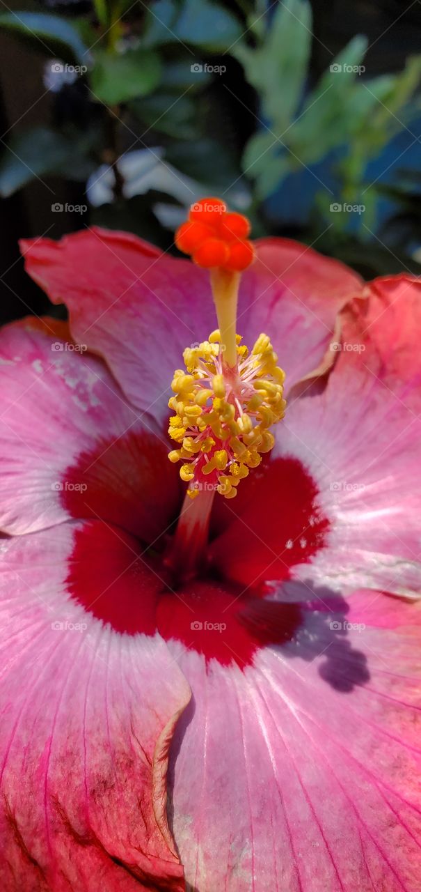 Hibiscus