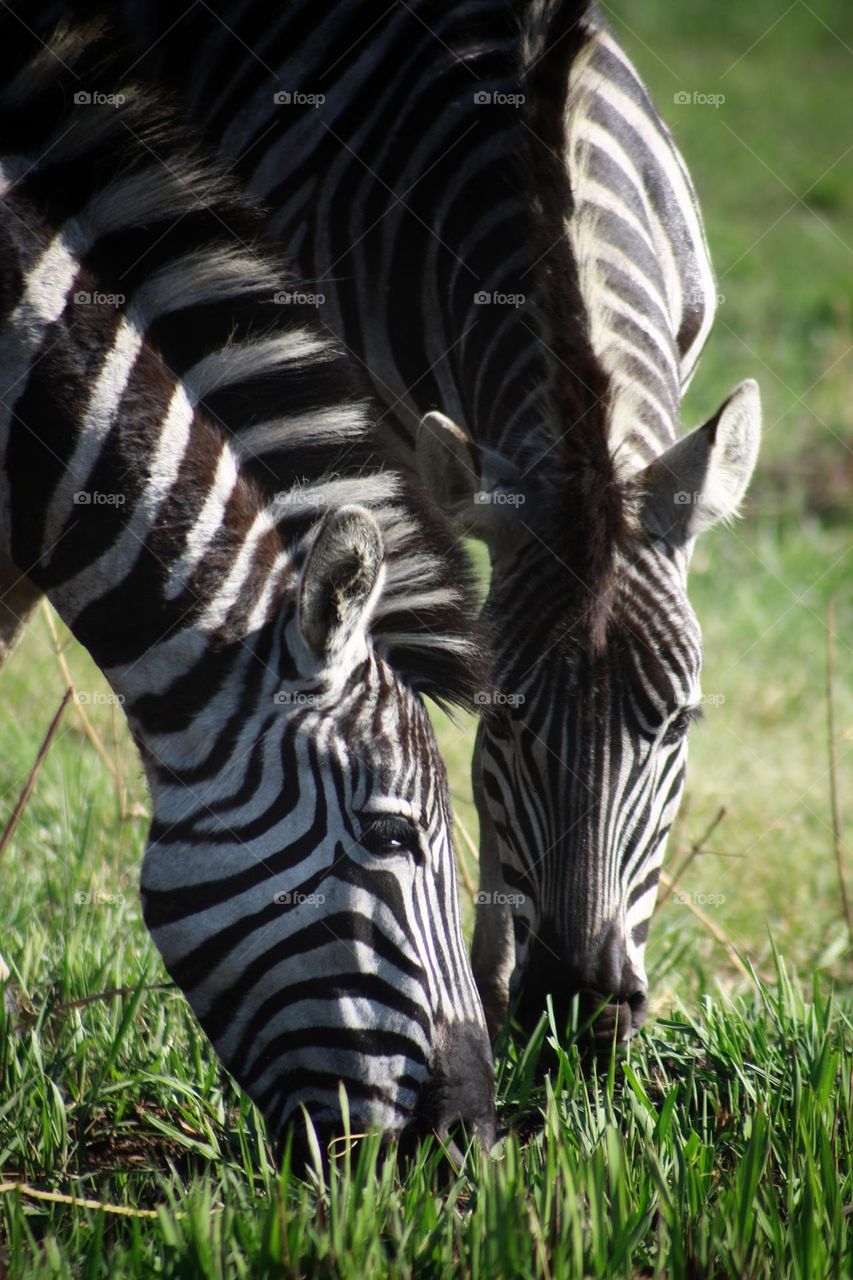 Zebras grazing