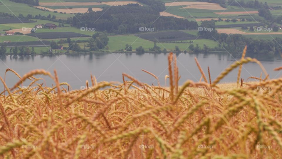 Close-up of wheat growing in field