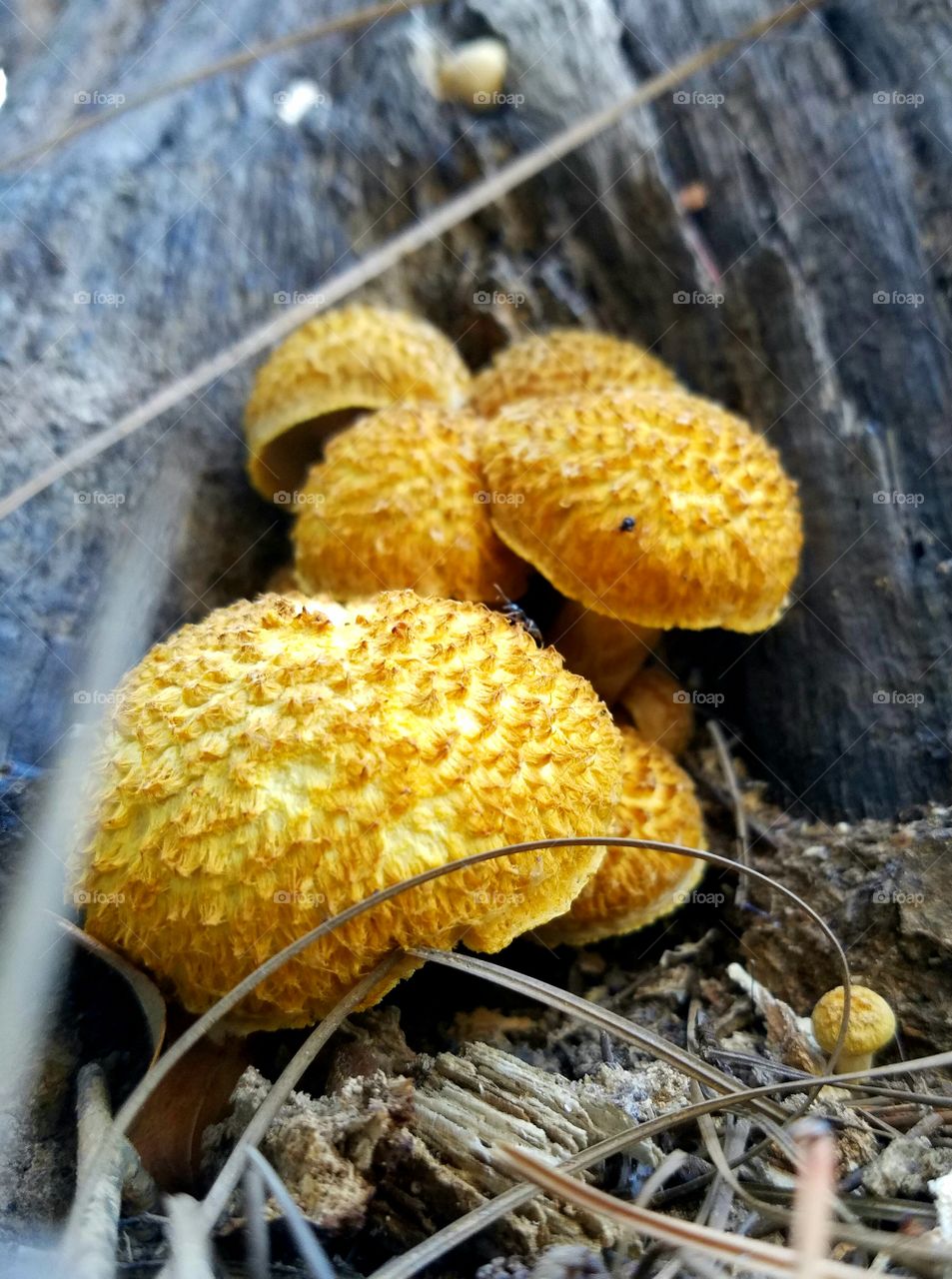 cluster of mushrooms