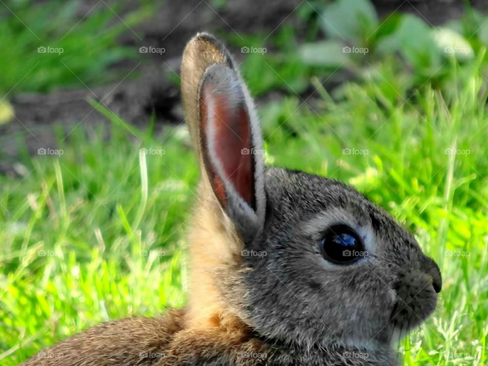 Bunny Close-up