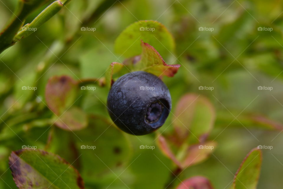 Blueberry in natural environment 