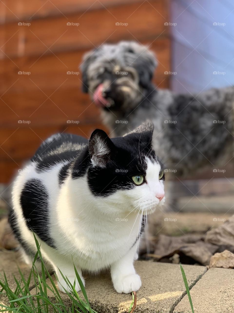 Dog looking like he wants to eat a cat
