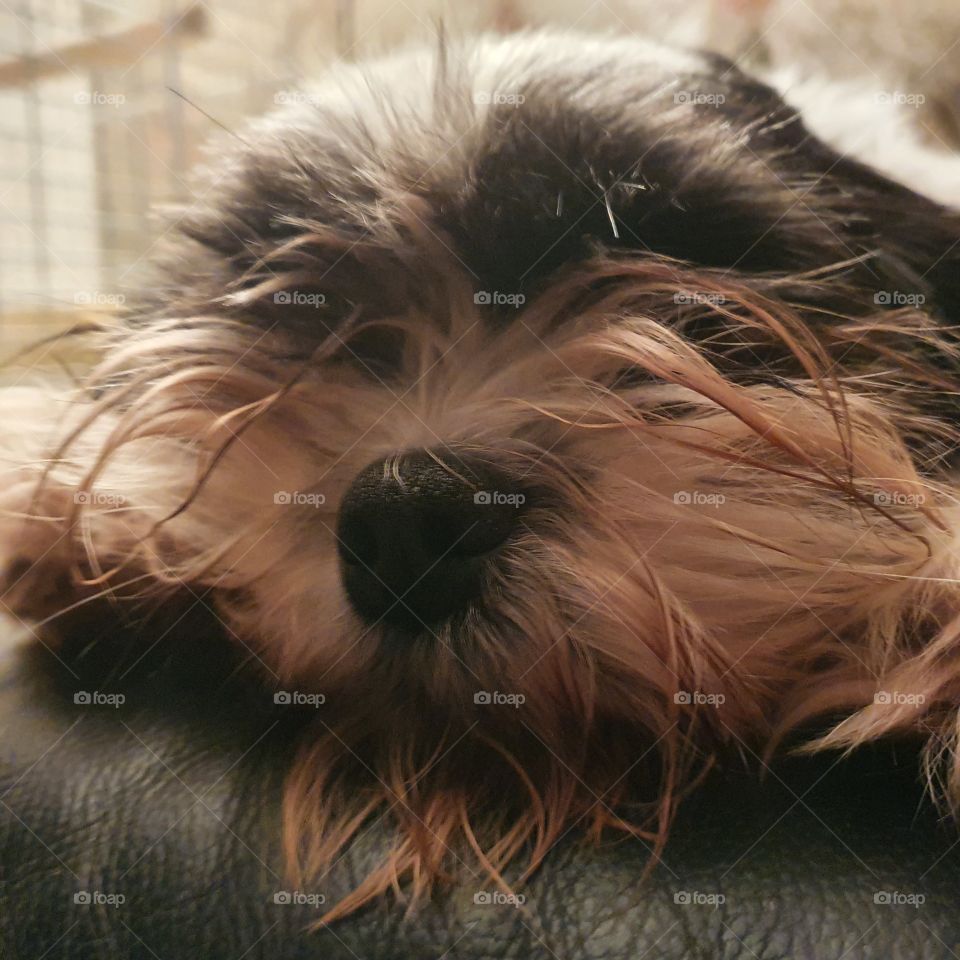 dog up close, face. lying on the couch.