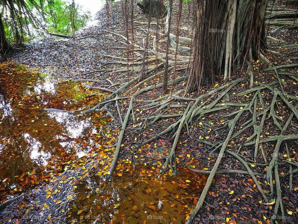 Banyan tree root