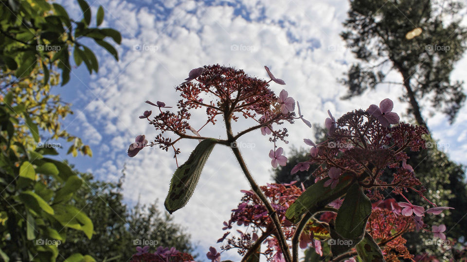 sky flowers summer uk by chris7ben