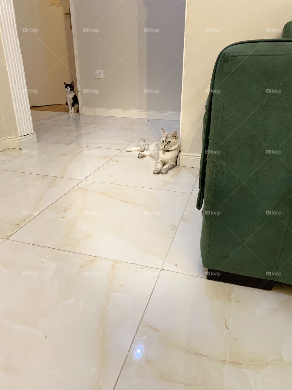 So cute a cats , zainh and different 🐈‍⬛ 🐈 🥰