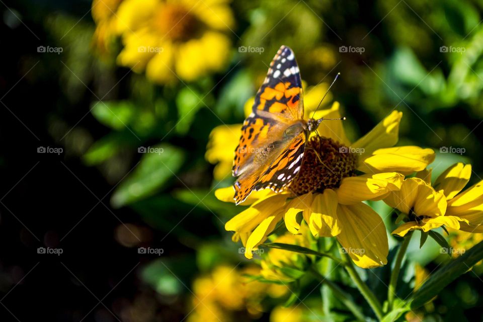 butterfly on a yellow flower