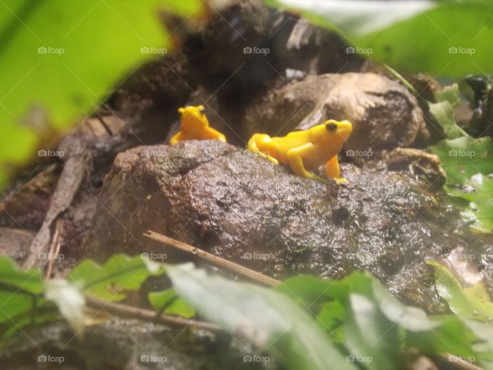Yellow frogs 