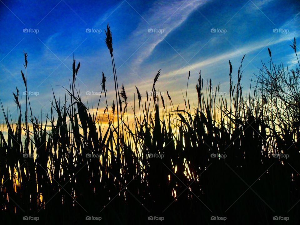 Silhouette of plant during sunset