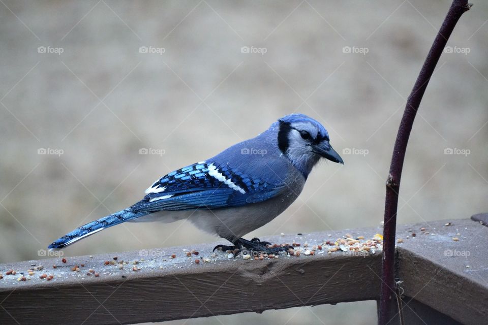 Blue Jay