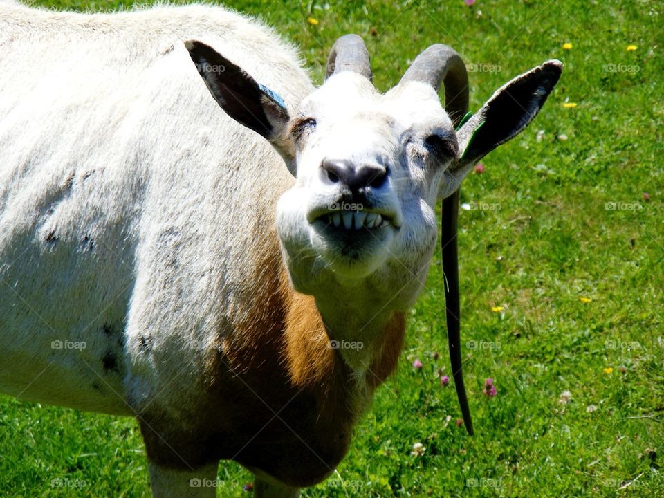Funny face goat
