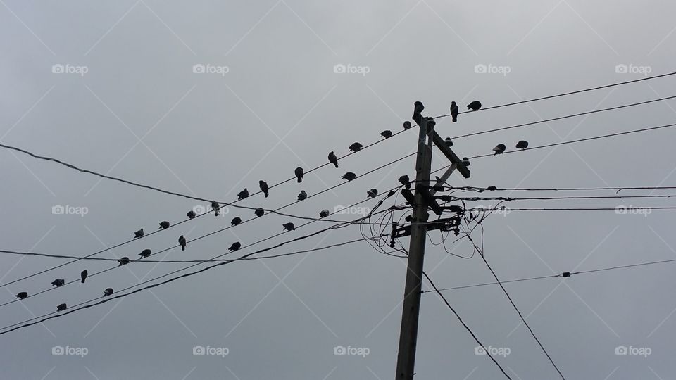 birds hanging out on telephone pole before storm