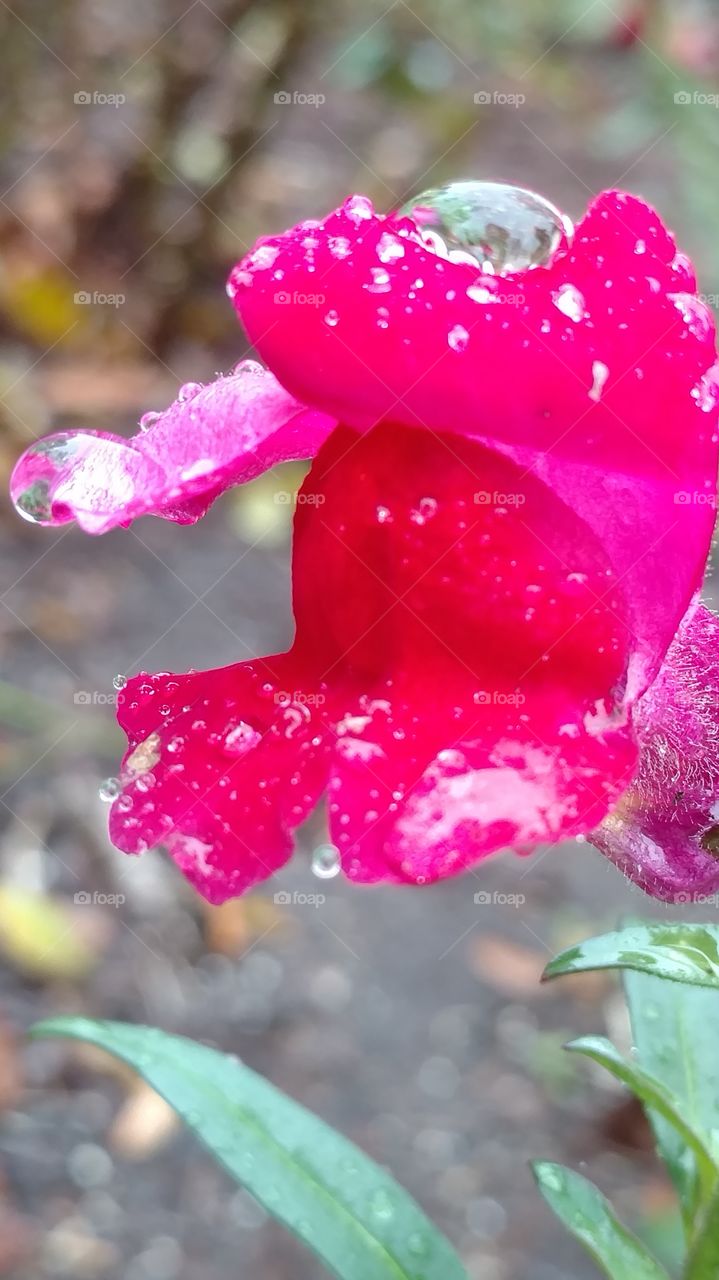 Nature, Leaf, No Person, Flower, Flora