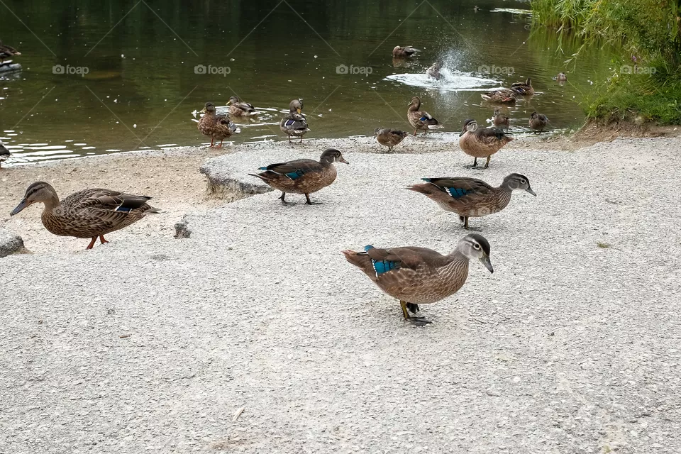 Birds!!
