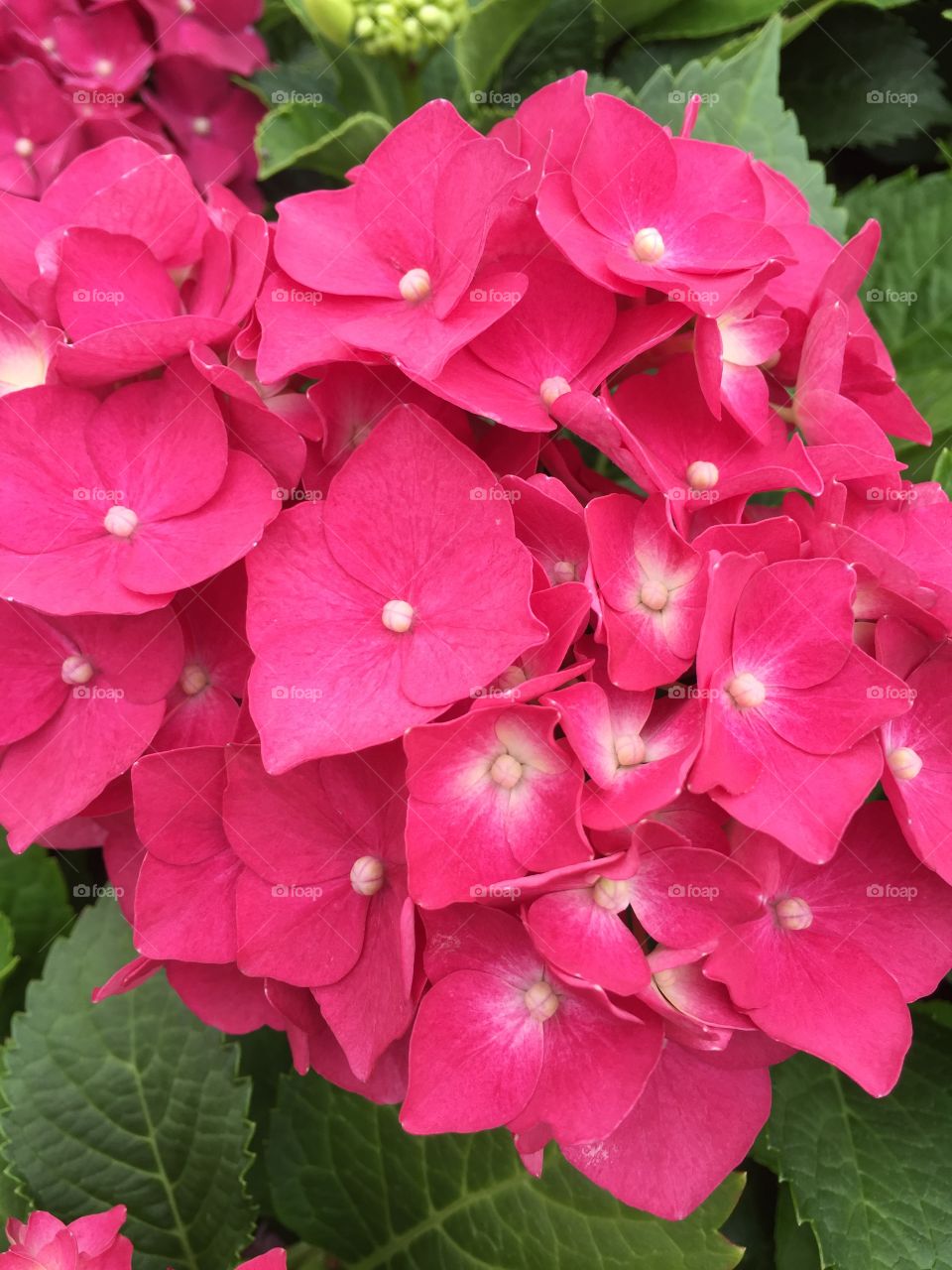 Pink hydrangea