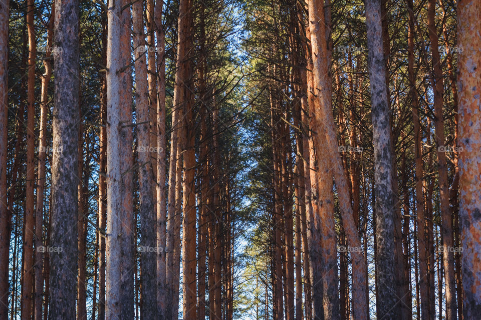 Pine-trees