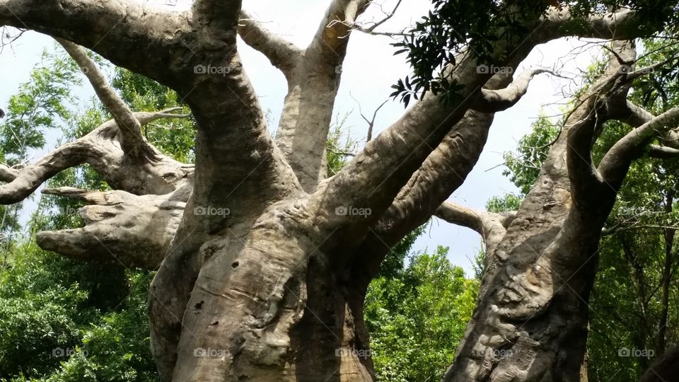 Baobab. In the wild animals slash it's trunk for water.  The tree of life.