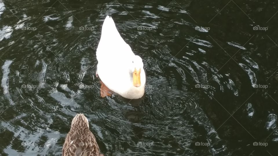 Water, Lake, Swimming, Bird, Duck