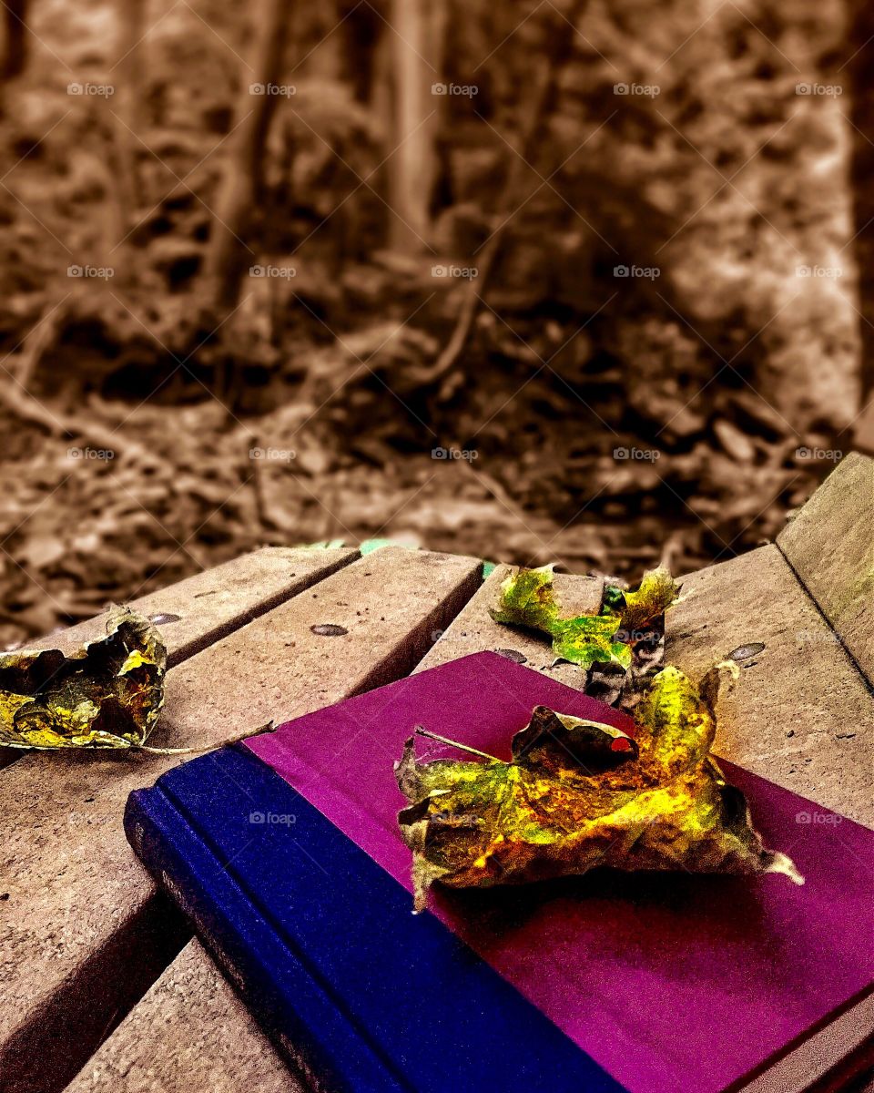 Leaves and a book on a bench. A book and leaves of early autumn rest on a woodland bench. 