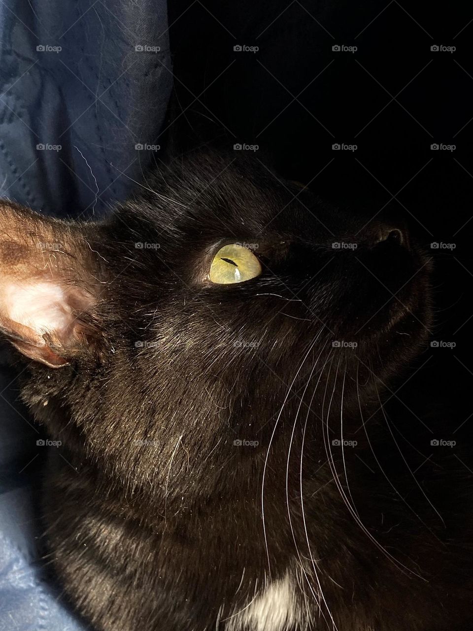 A black cat sitting in between the folds of a blue quilt