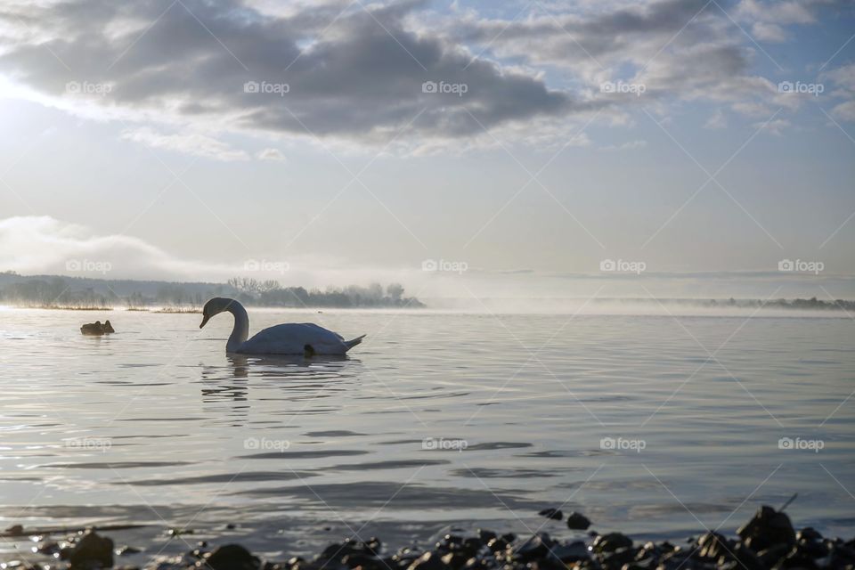 Swan