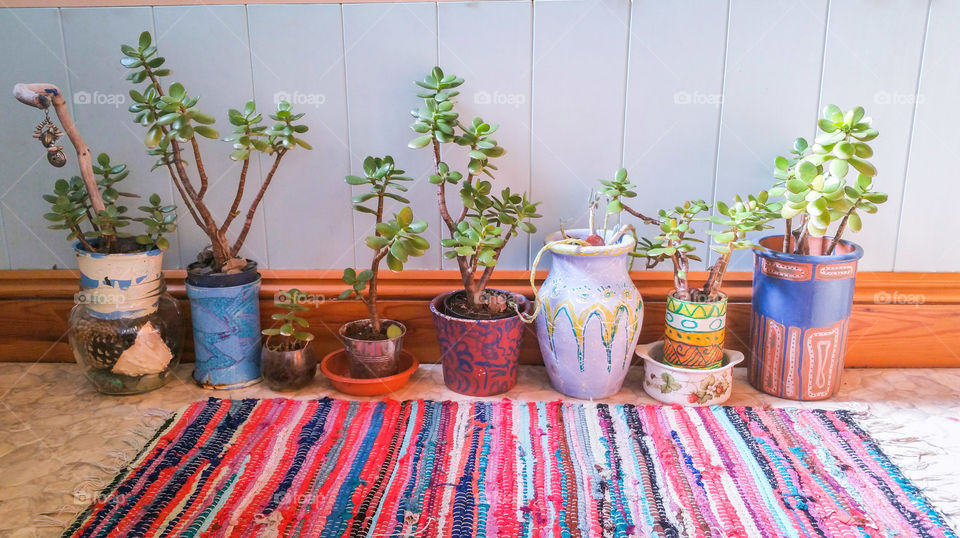 Potted crassula plant