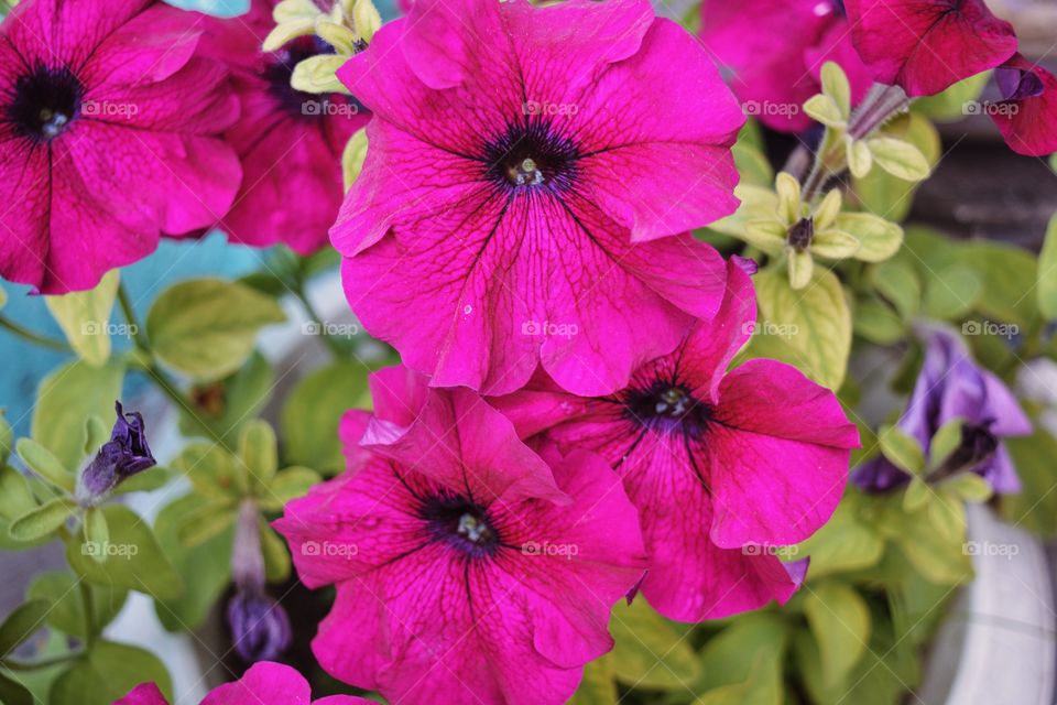 Garden flowers 