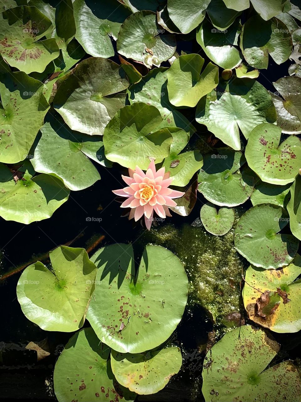 Water Lily in a Pond 