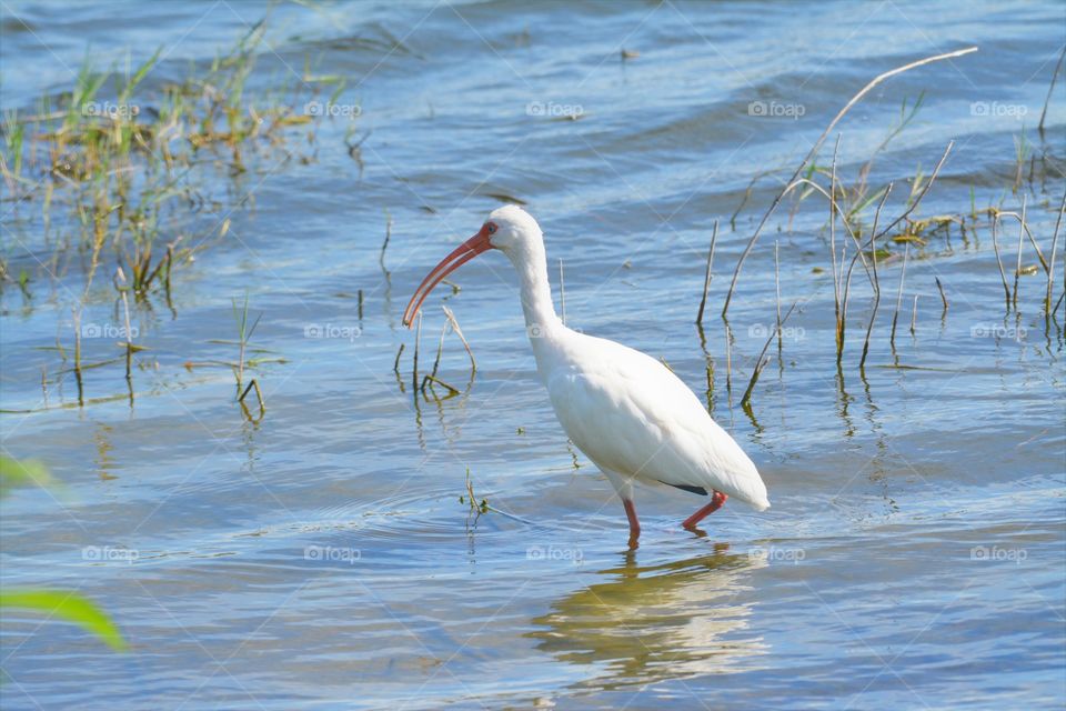 The White Isbis searches for food in the Wetlands of Viera, Florida.