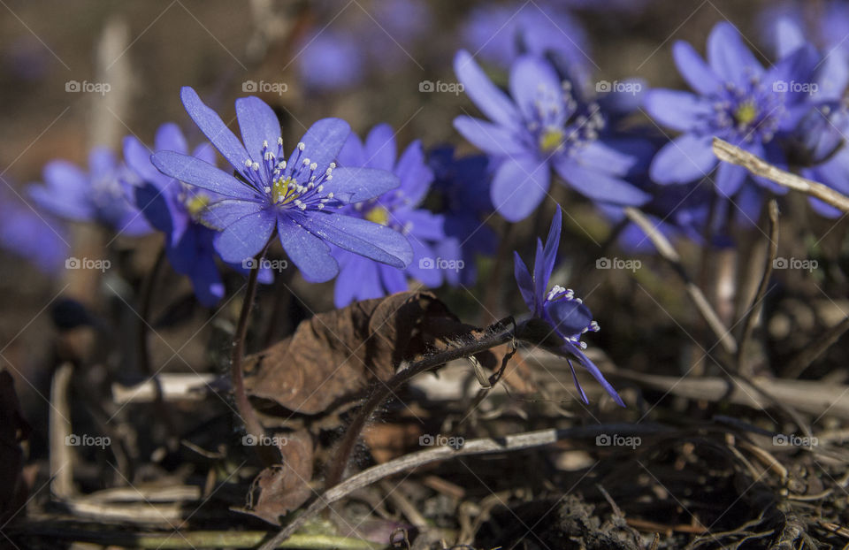 Spring flower 