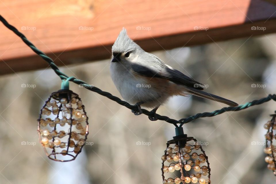 Junco perching on lights