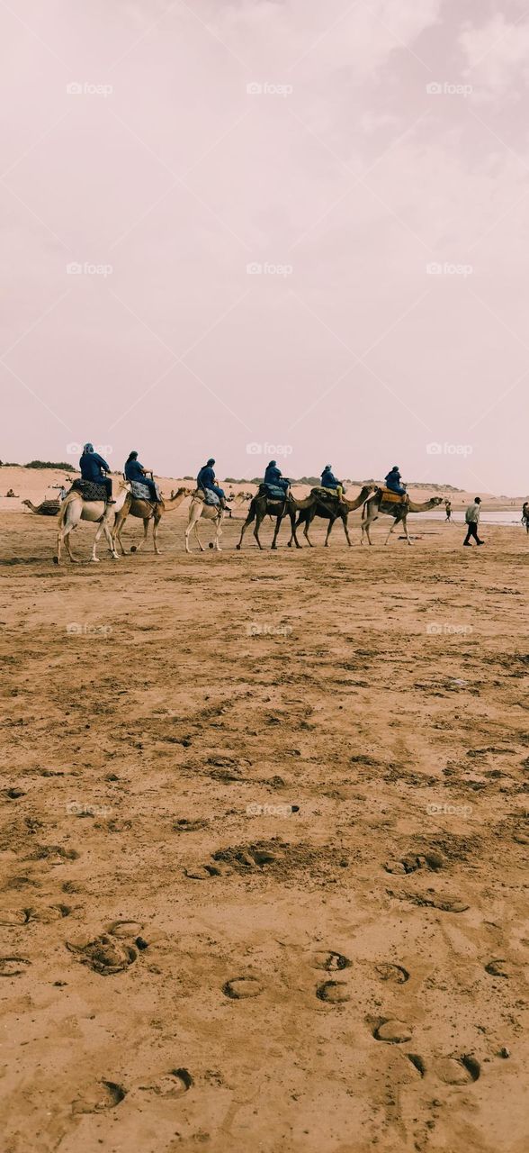 beautiful and nice trip on camels