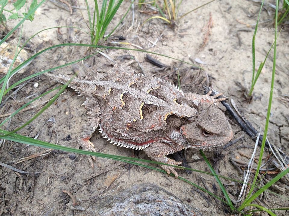 Horned Toad