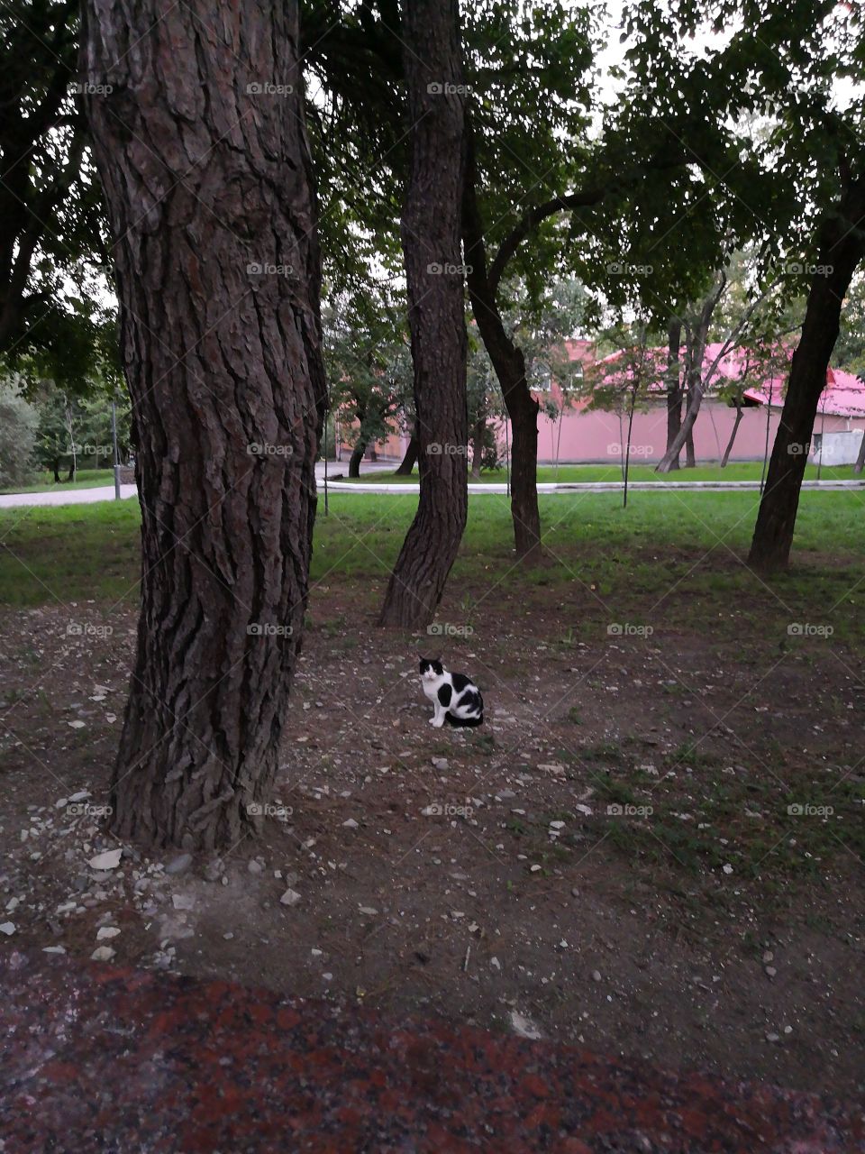 Cat breed " Dalmatian"