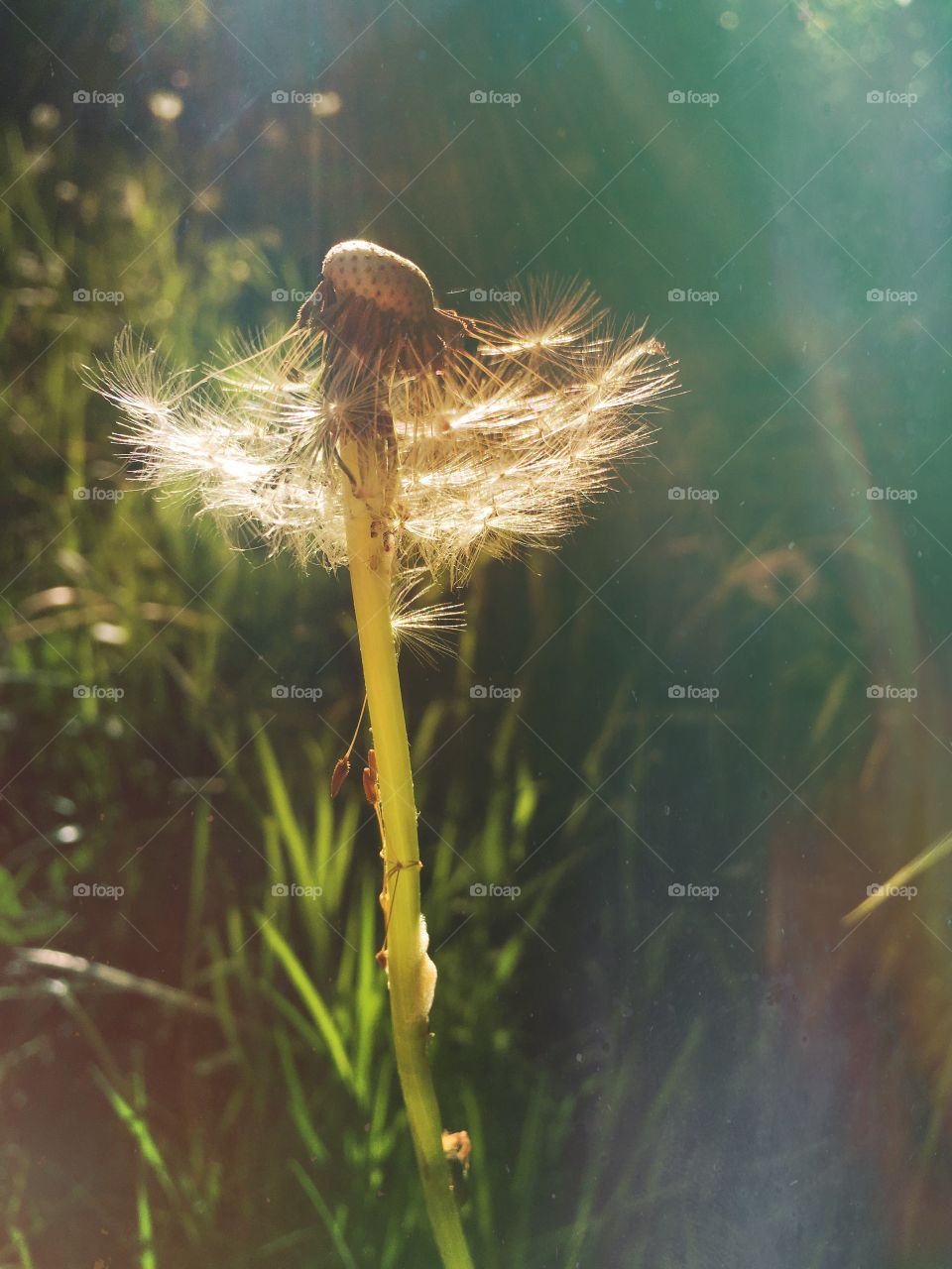 Dandelion 