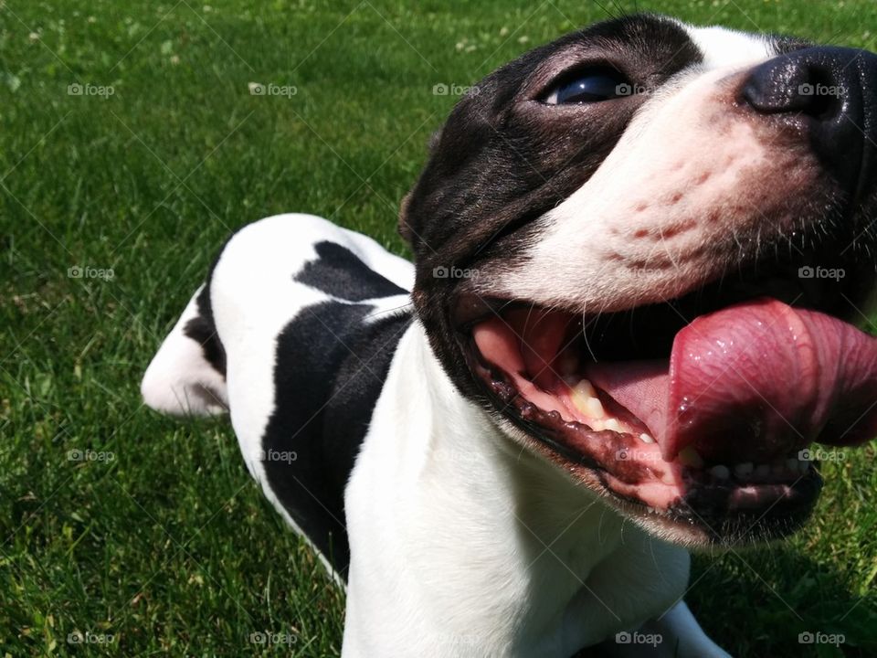 Boston terrier close up smile