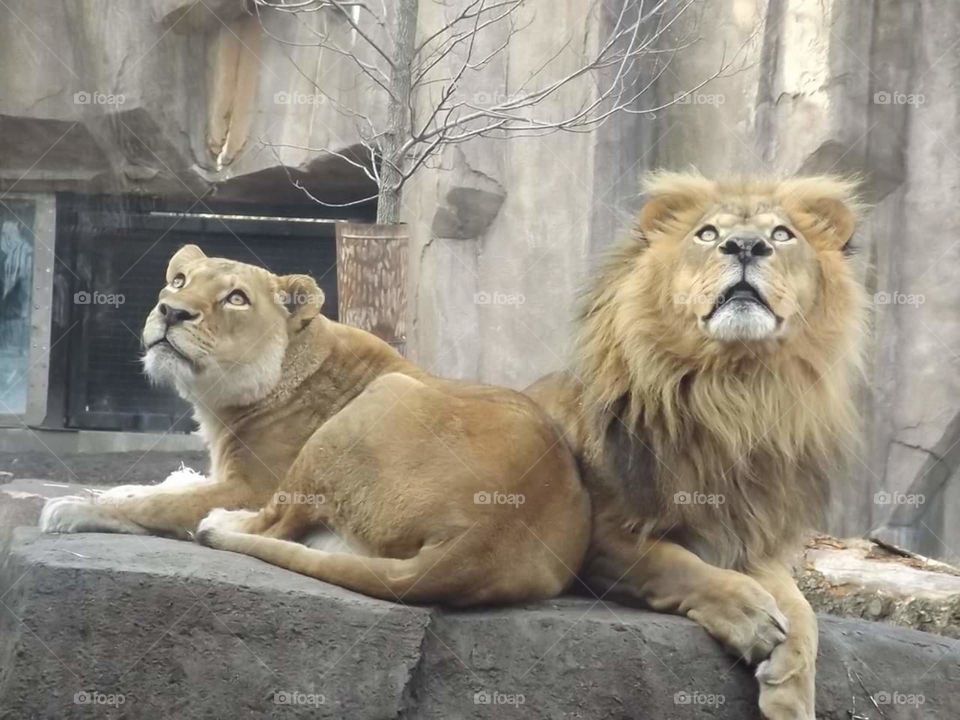lions watching helicopters