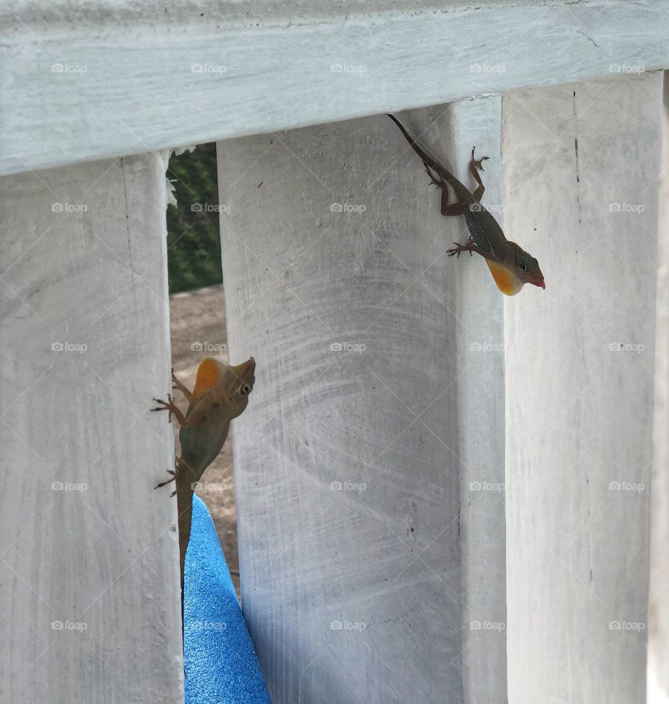 Lizards with dew laps