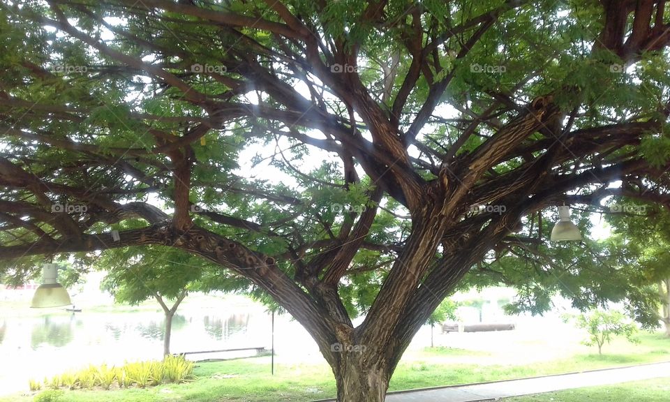 grande árvore a beira do rio acarau