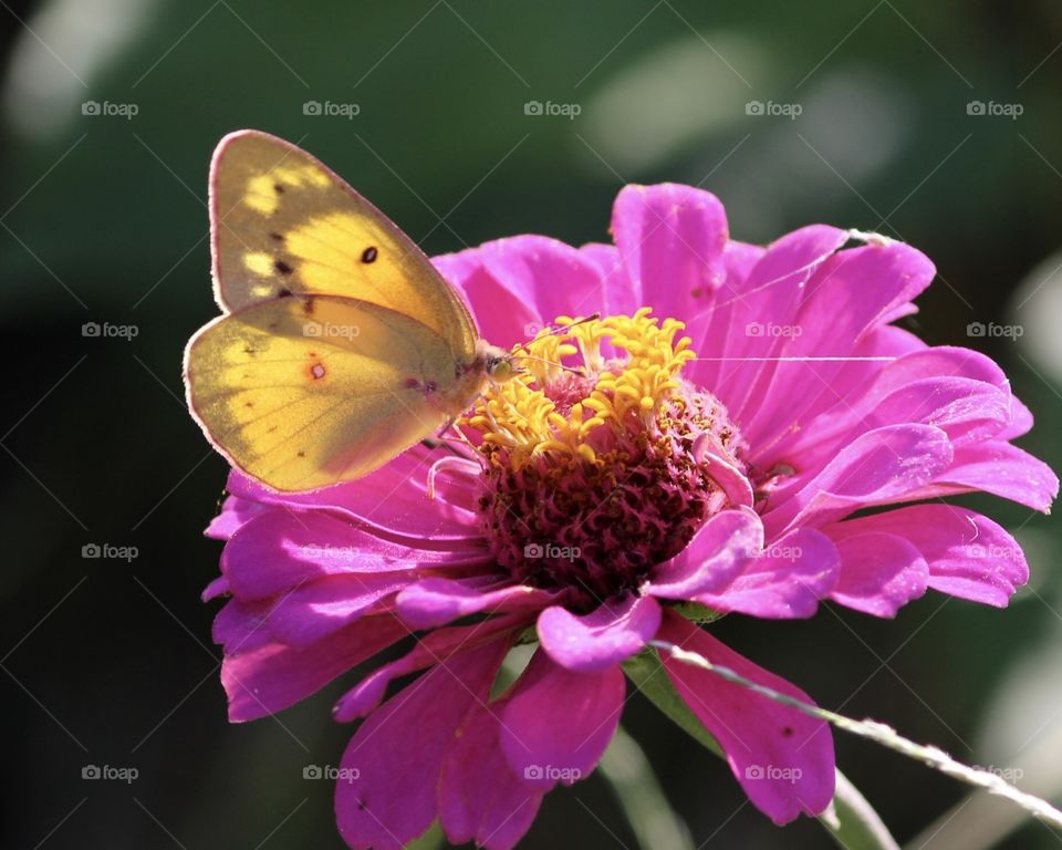 Pink Zinnia and Yellow Cloud