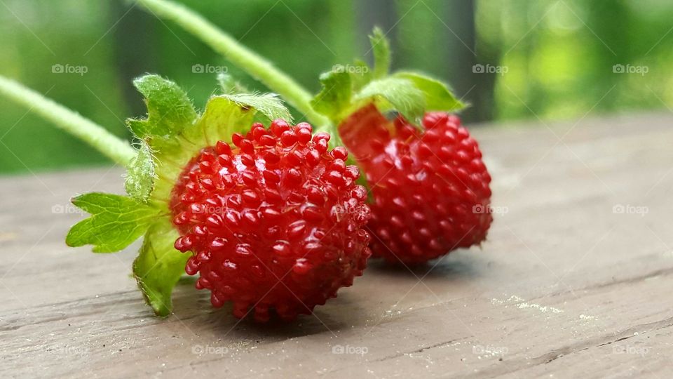 Very, red berries