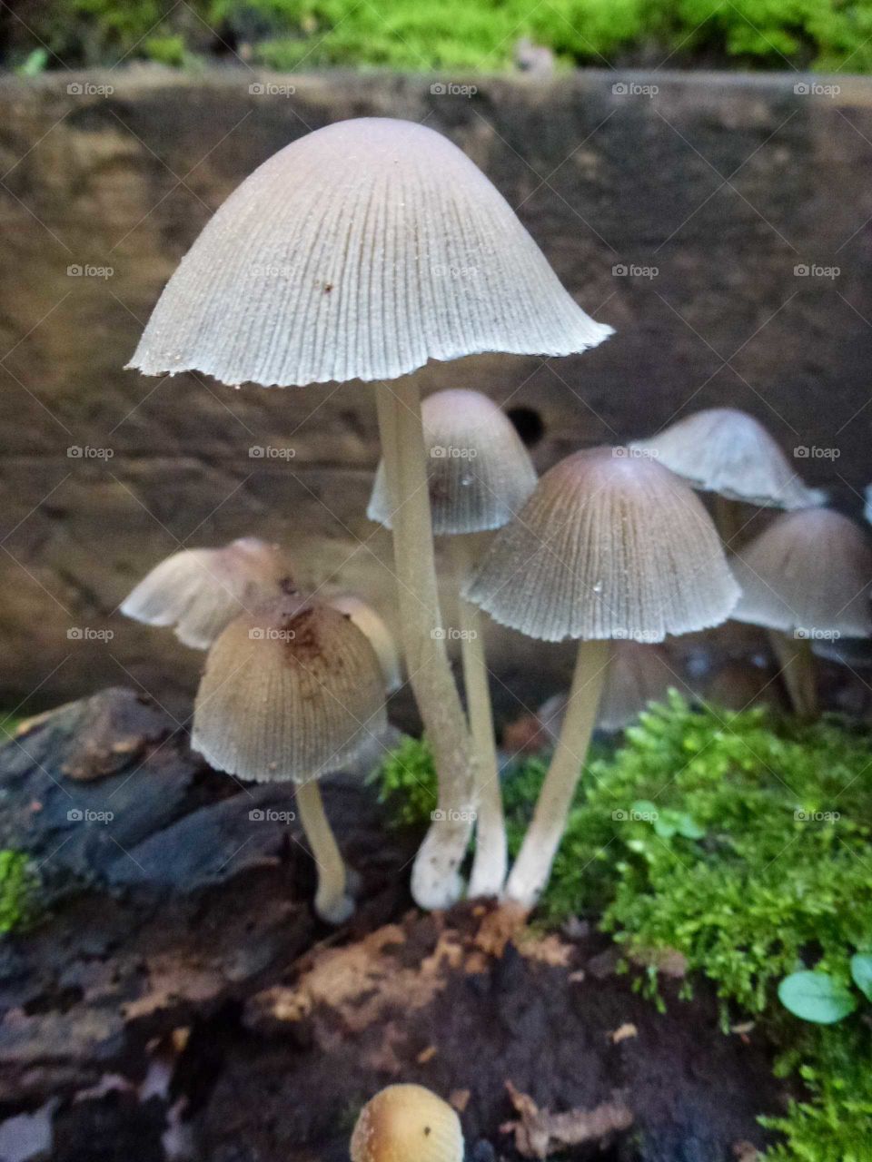 Delicate Fungus
